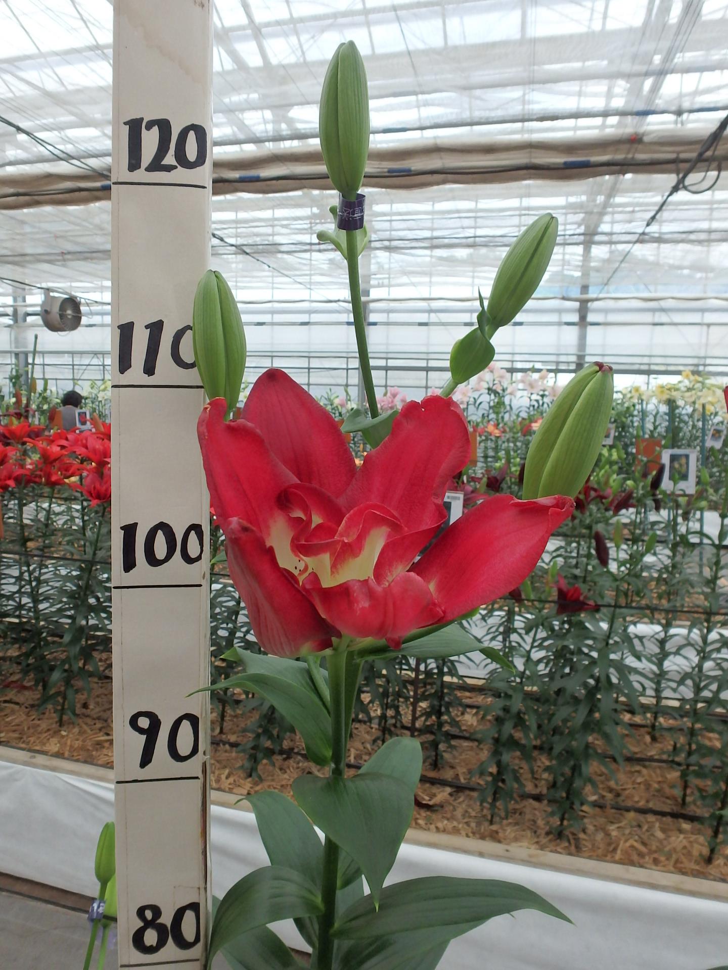 ダブルセンセーション(花粉無し)
